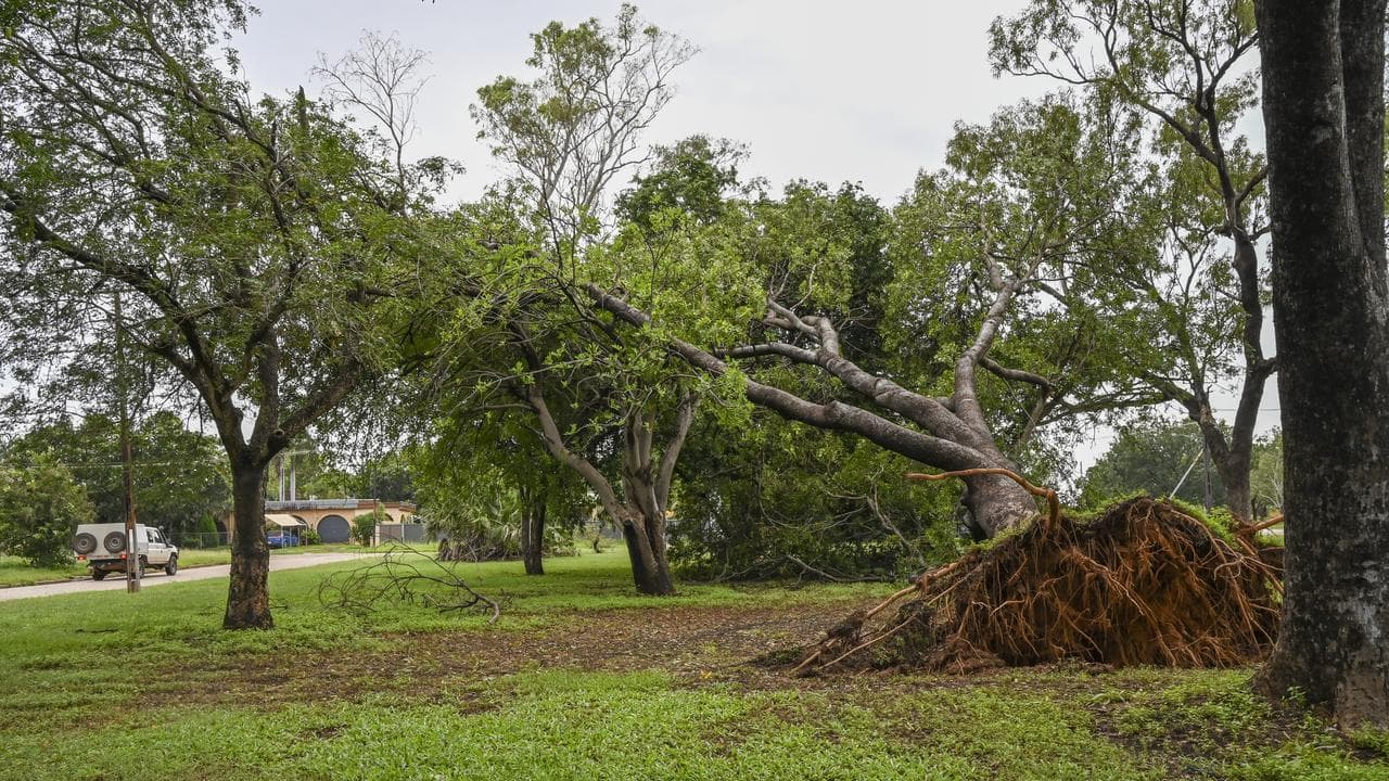 A fallen tree in Katherine (file image)