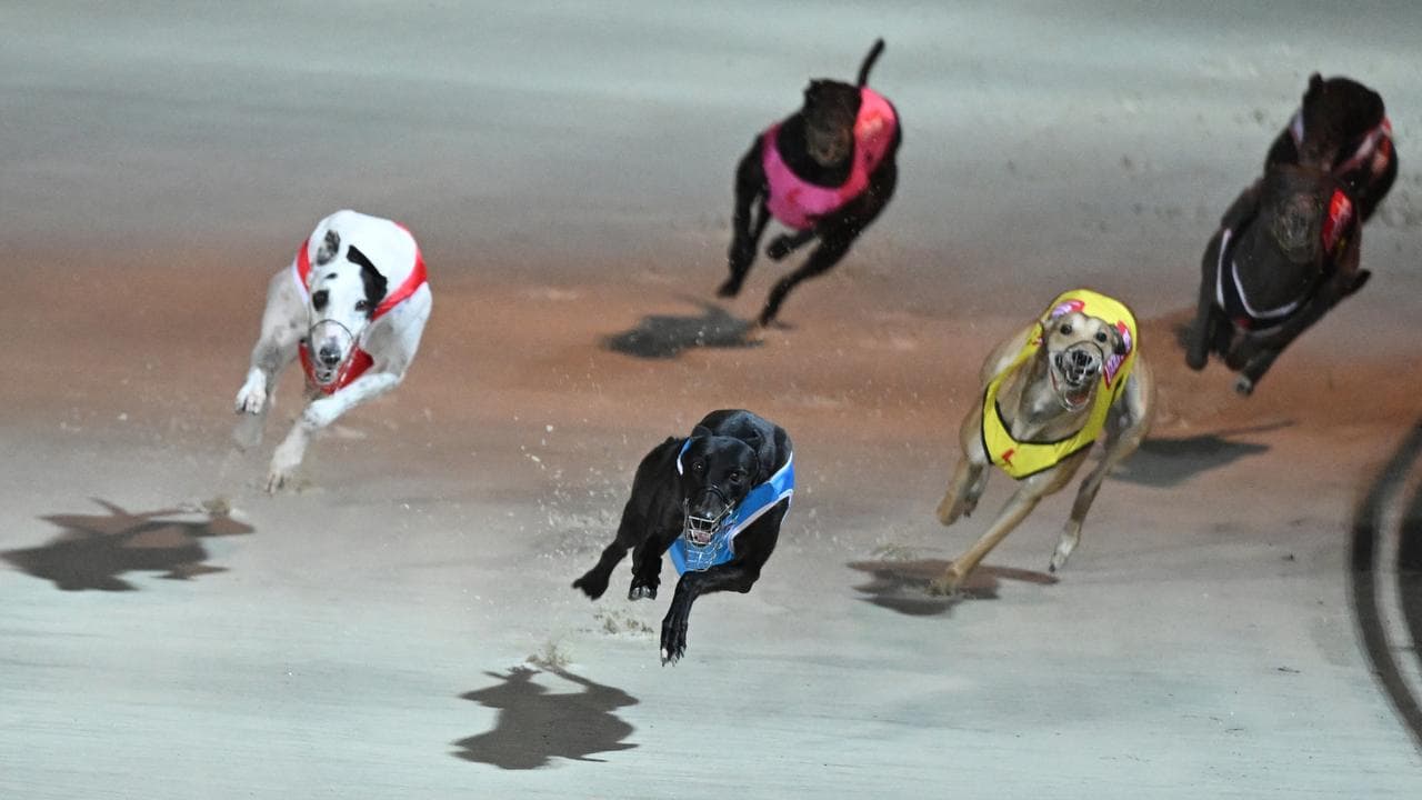 Greyhound racing dogs in action (file image)