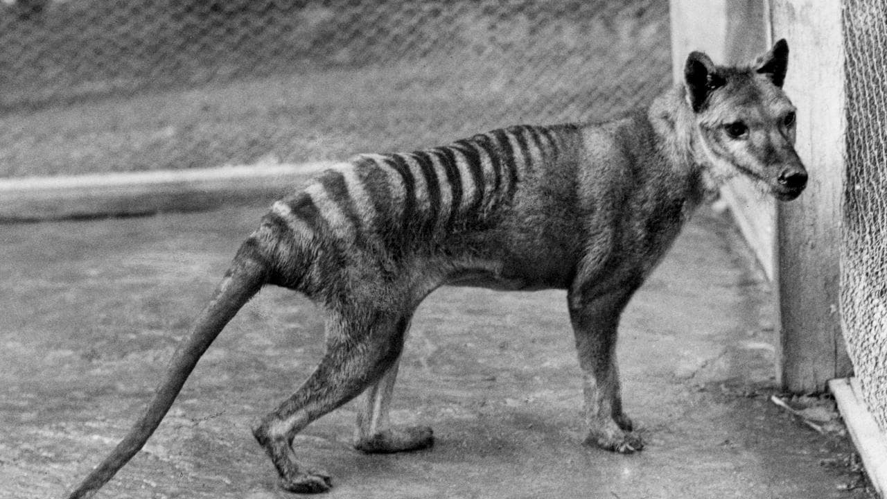 AUSTRALIA TASMANIAN TIGER