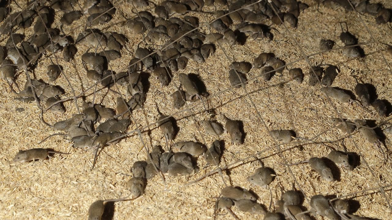 A mouse plague