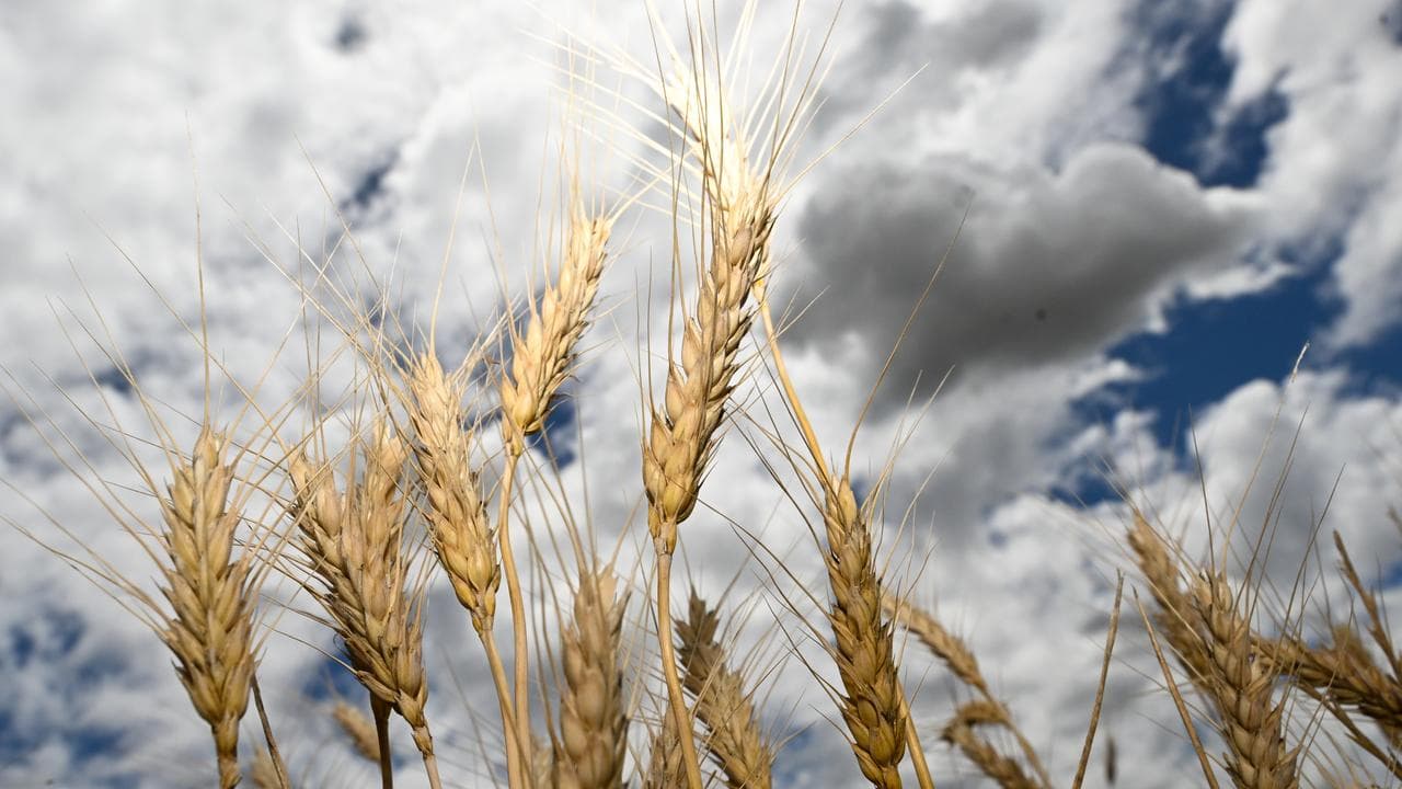 Wheat heads on a grain farm