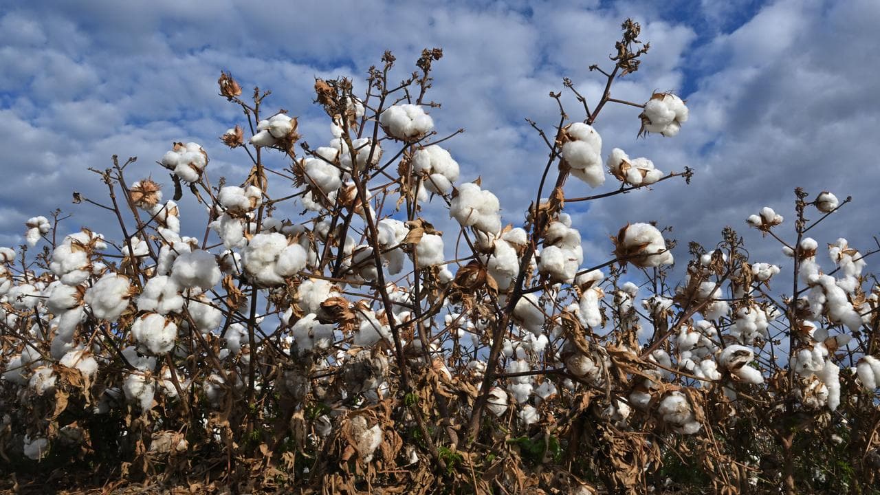 Cotton crop
