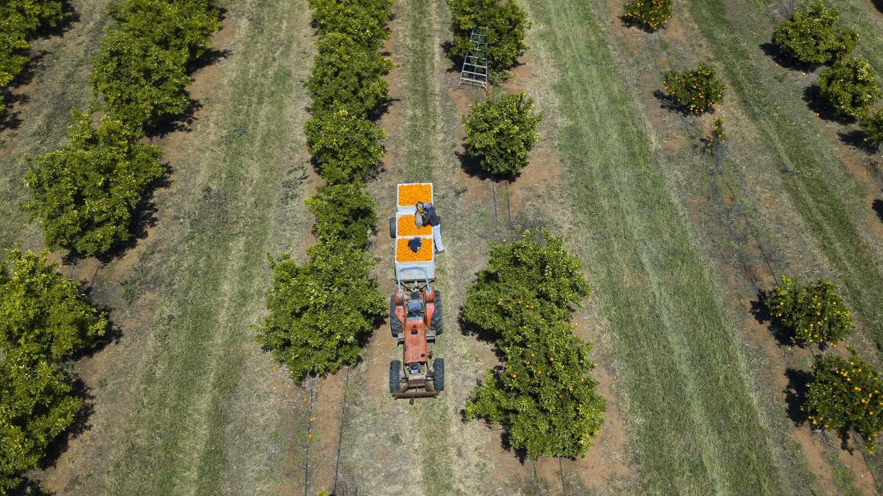 An orange farm (file)