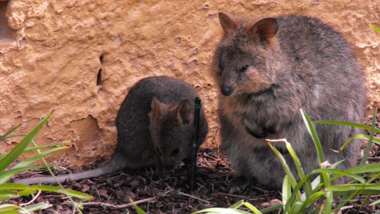 Quokkas at Rottnest Island (file image)
