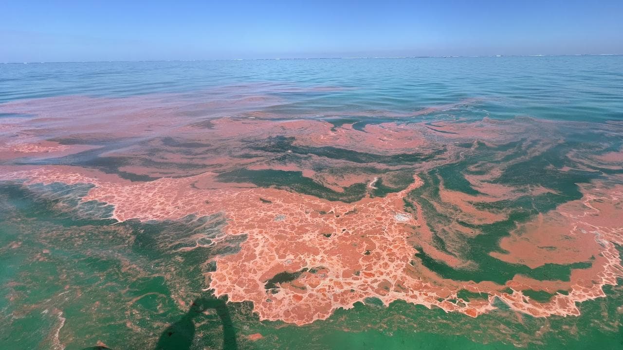 Coral spawning at Ningaloo