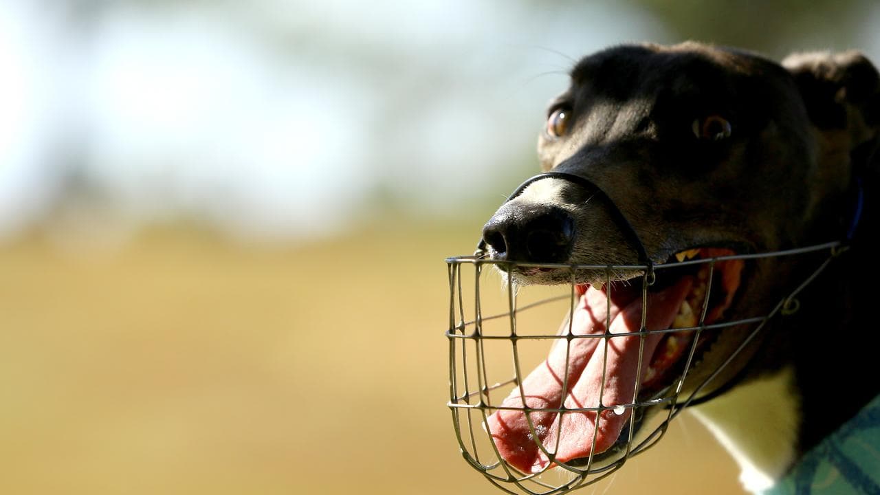 A greyhound is seen with a muzzle