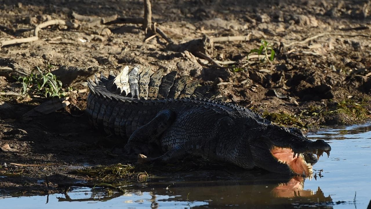 Crocodile at Kakadu (file)