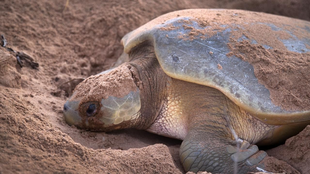 A marine turtle species that can be found in Darwin Harbour