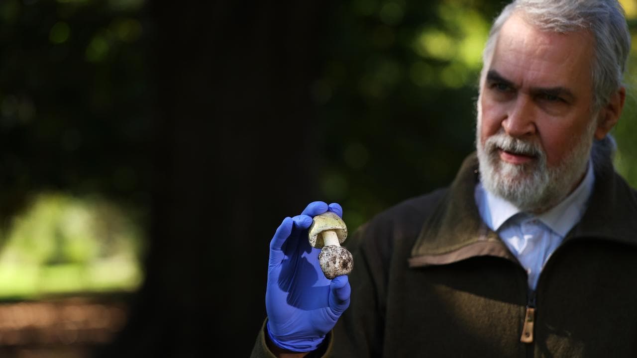Mycologist Tom May displays a death cap mushroom