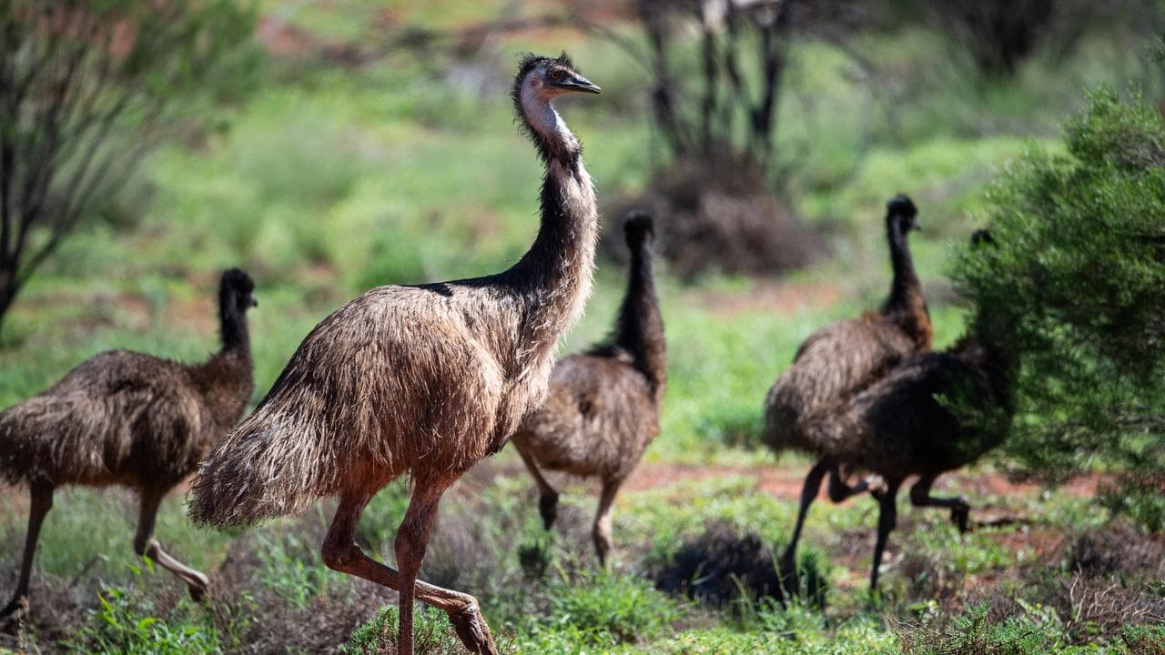 A family of emus.
