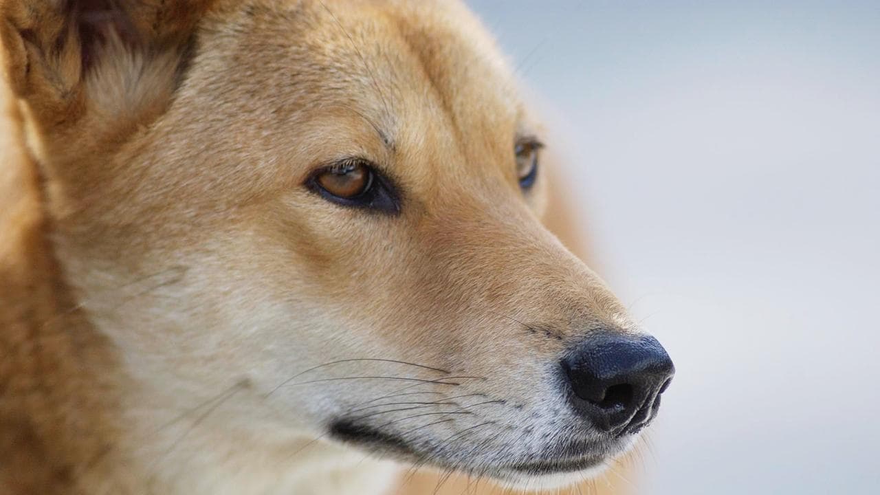 A dingo (file)