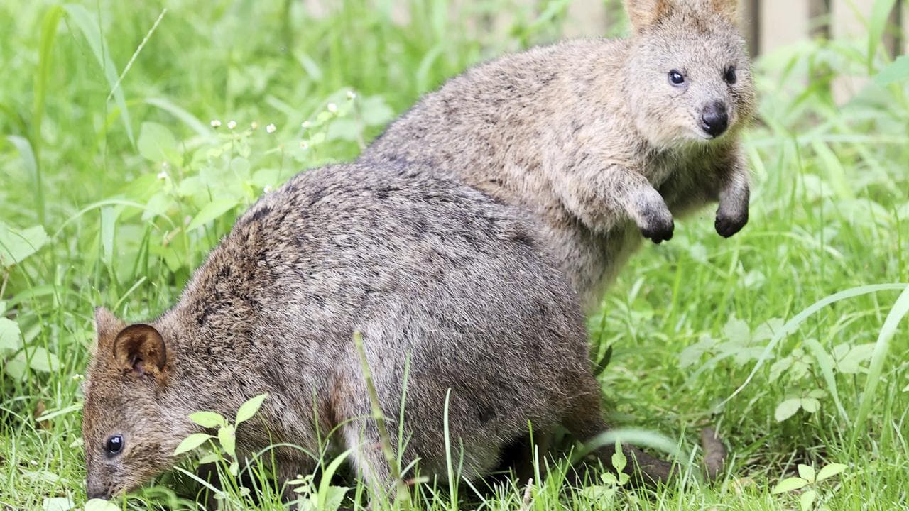 Quokka (Setonix brachyurus) come from Rottnest Island.