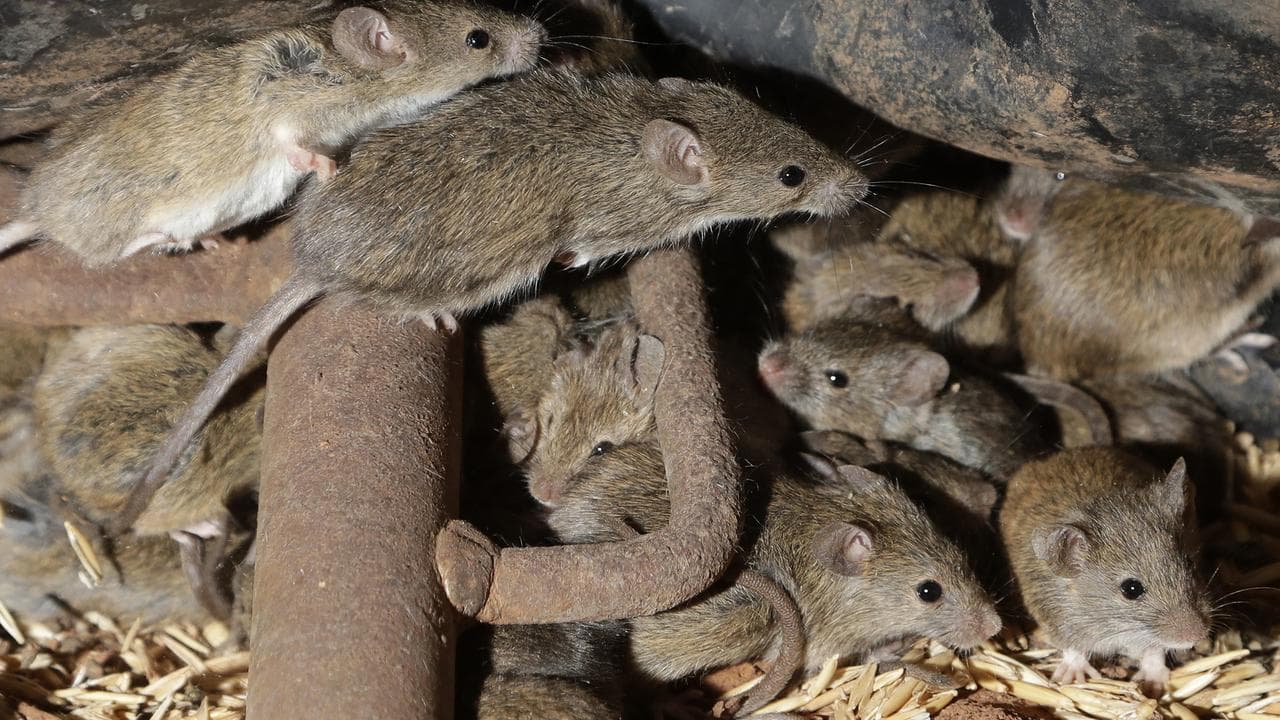 mice 