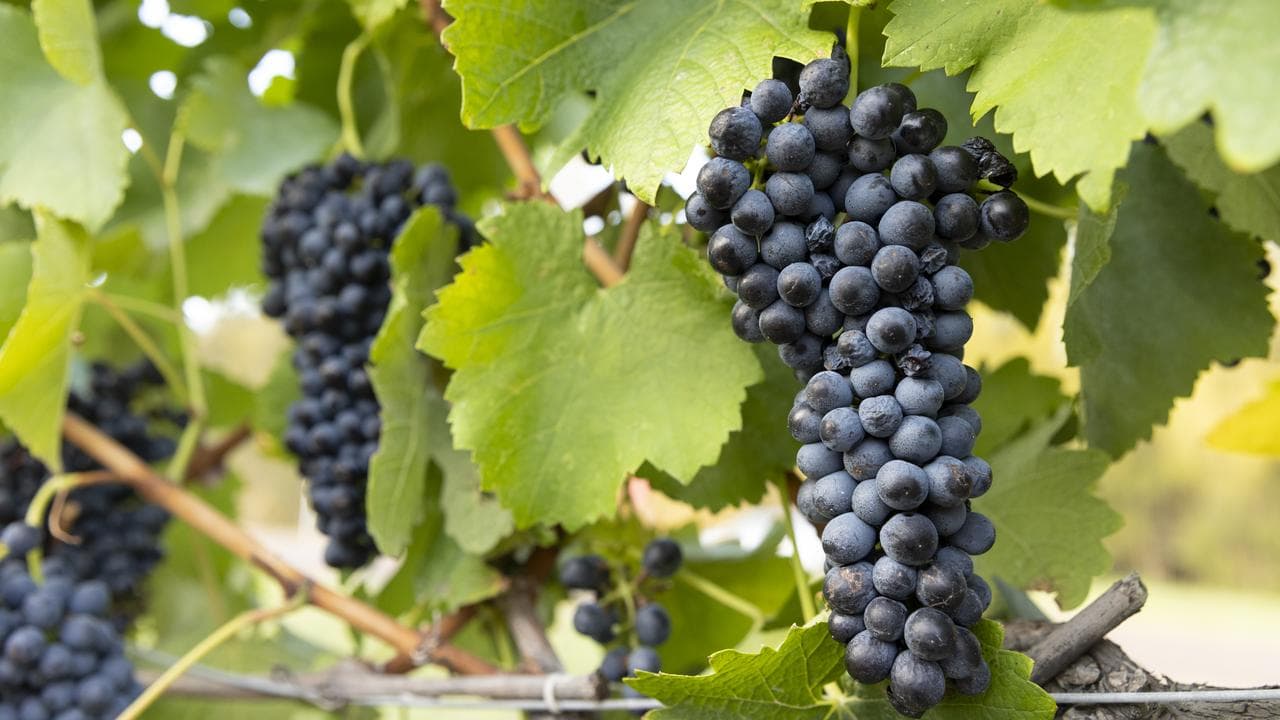 wine 