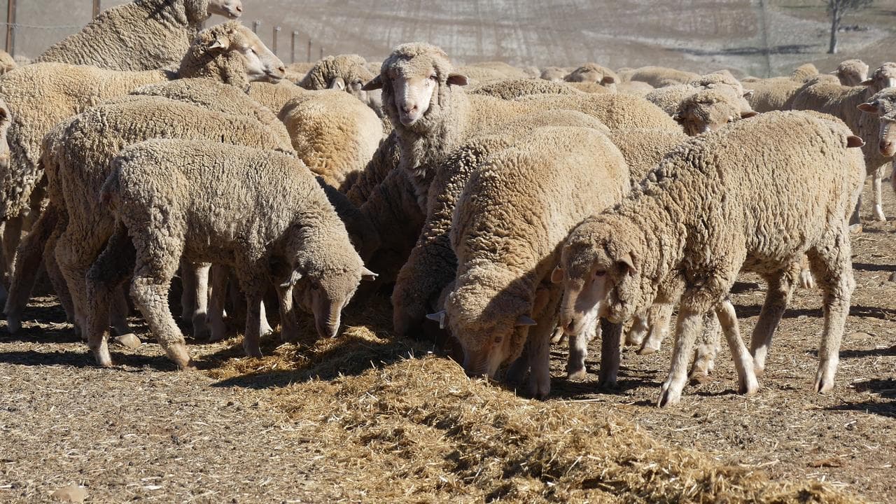 Sheep eat feed in dry paddock