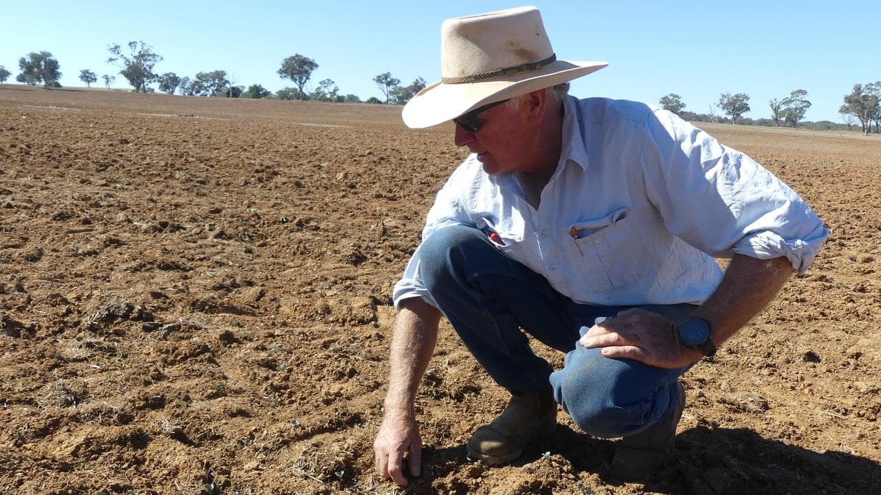 Dave Weston inspects canola crop