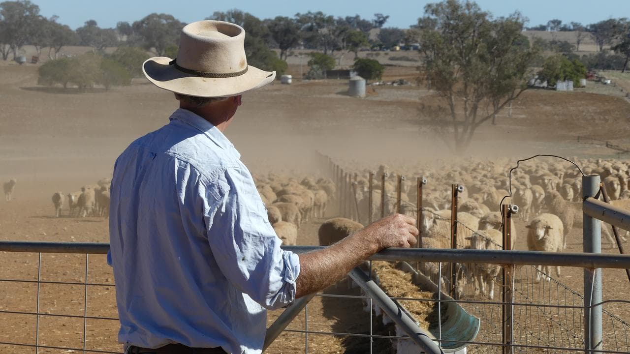 Farmer looks out over sheep paddock