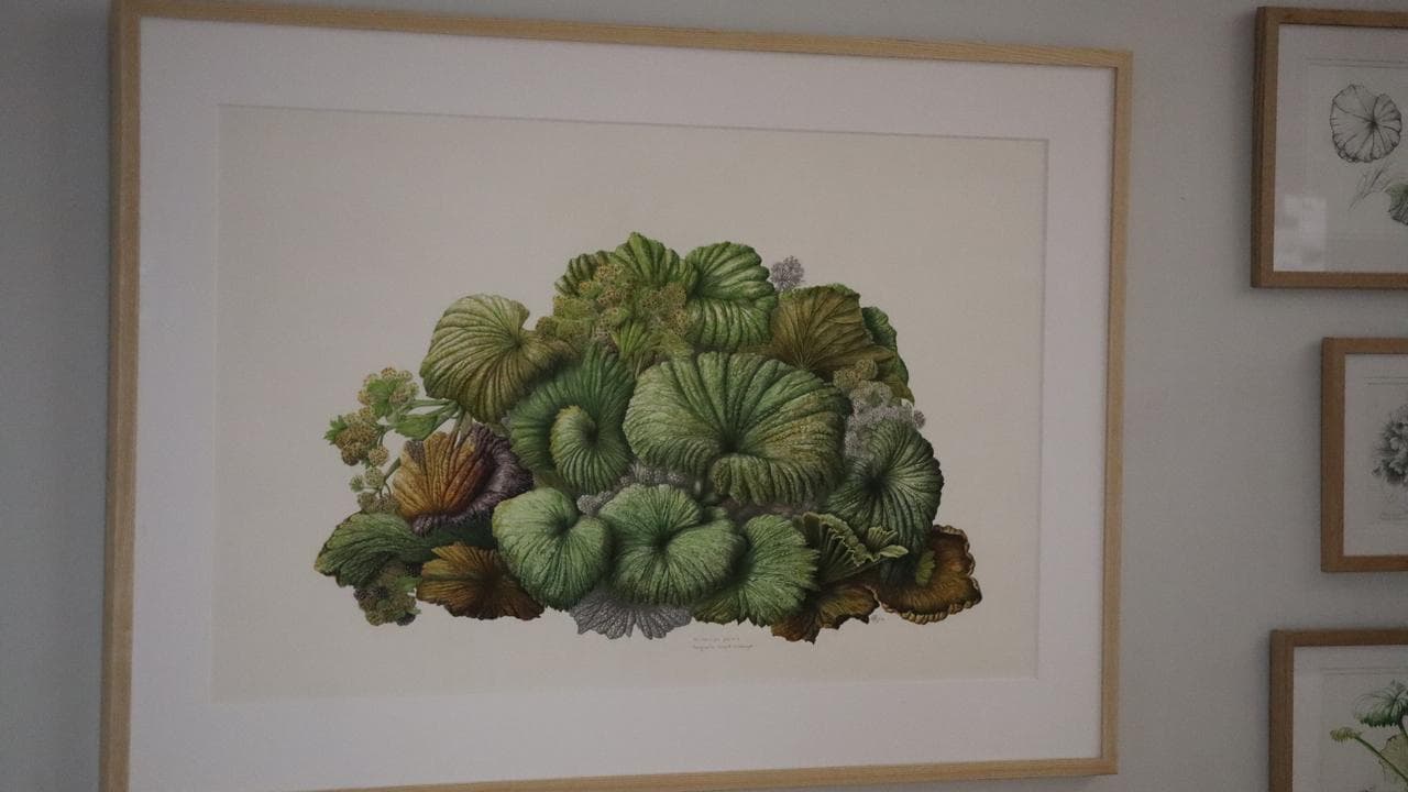 Macquarie Island cabbage by Maura Chamberlain