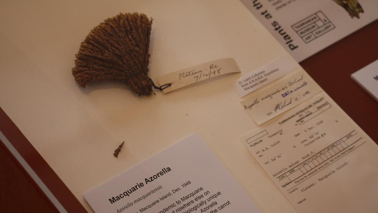 Botanical illustrator Maura Chamberlain's exhibition