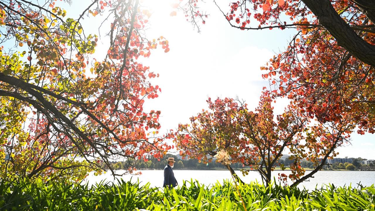 A person walks along the foreshore at Lake Burley-Griffin