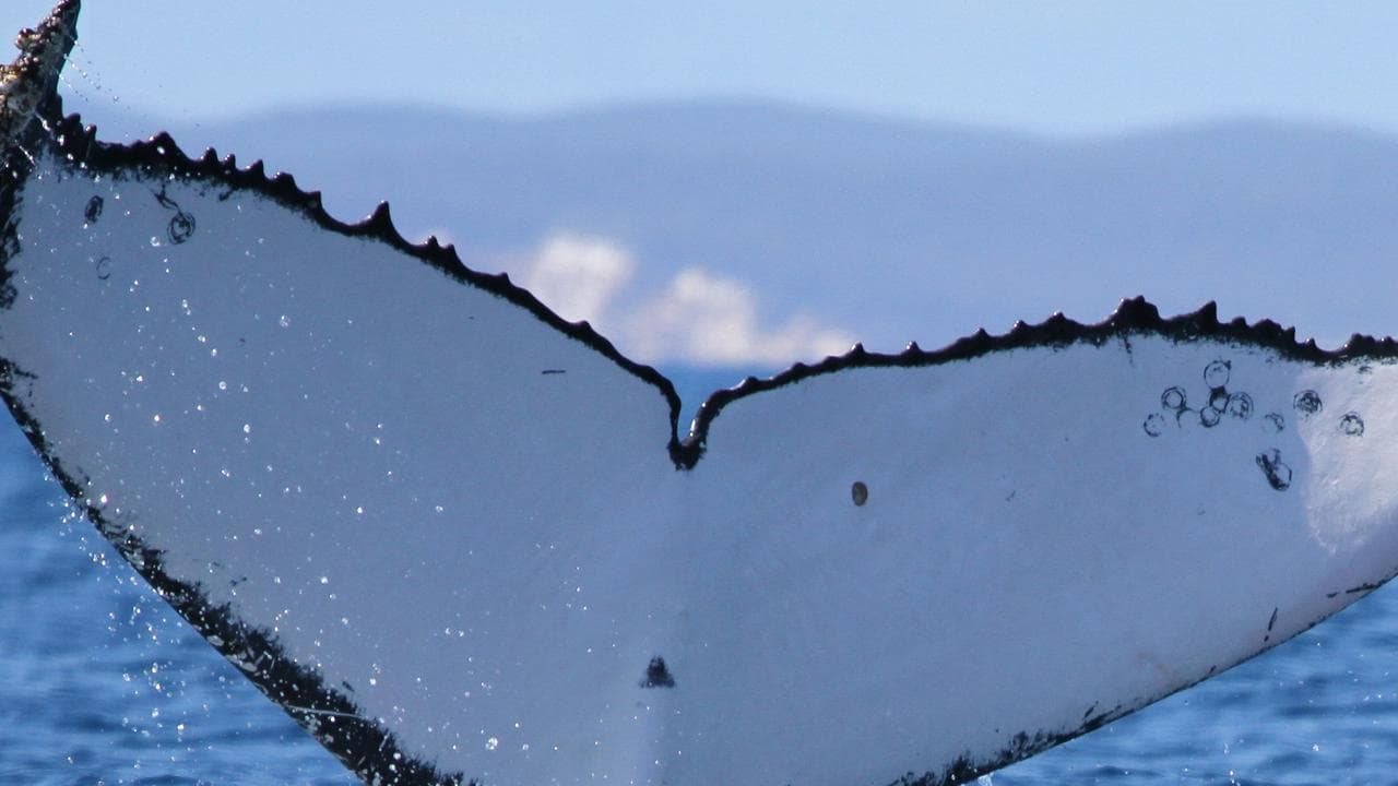 WHALE MIGRATION
