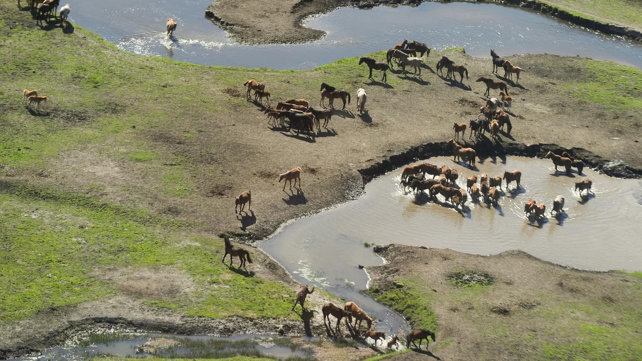 Feral horses in the Kosciuszko National Park (file image)