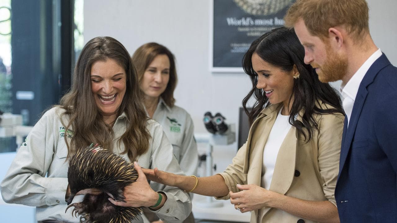 Harry and Meghan at Taronga Zoo (file)