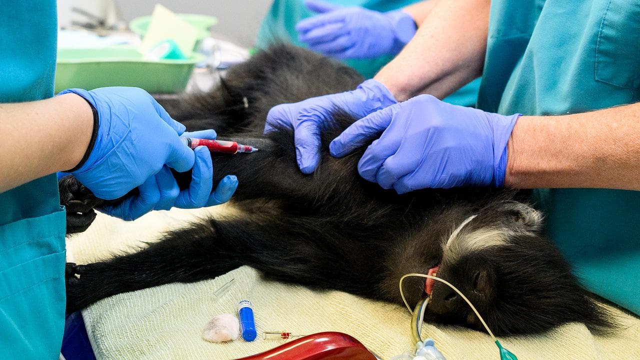 Noel, a Francois’ langur, at the wildlife hospital at Taronga Zoo