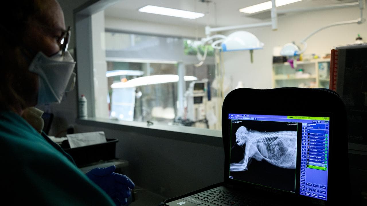 X-ray of Noel, a Francois’ langur