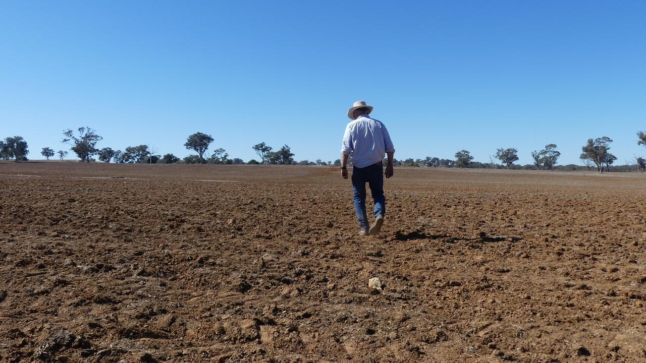 Farmer inspects crop