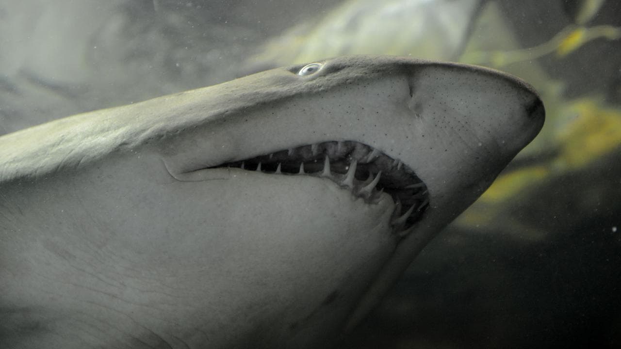 A shark (file image)