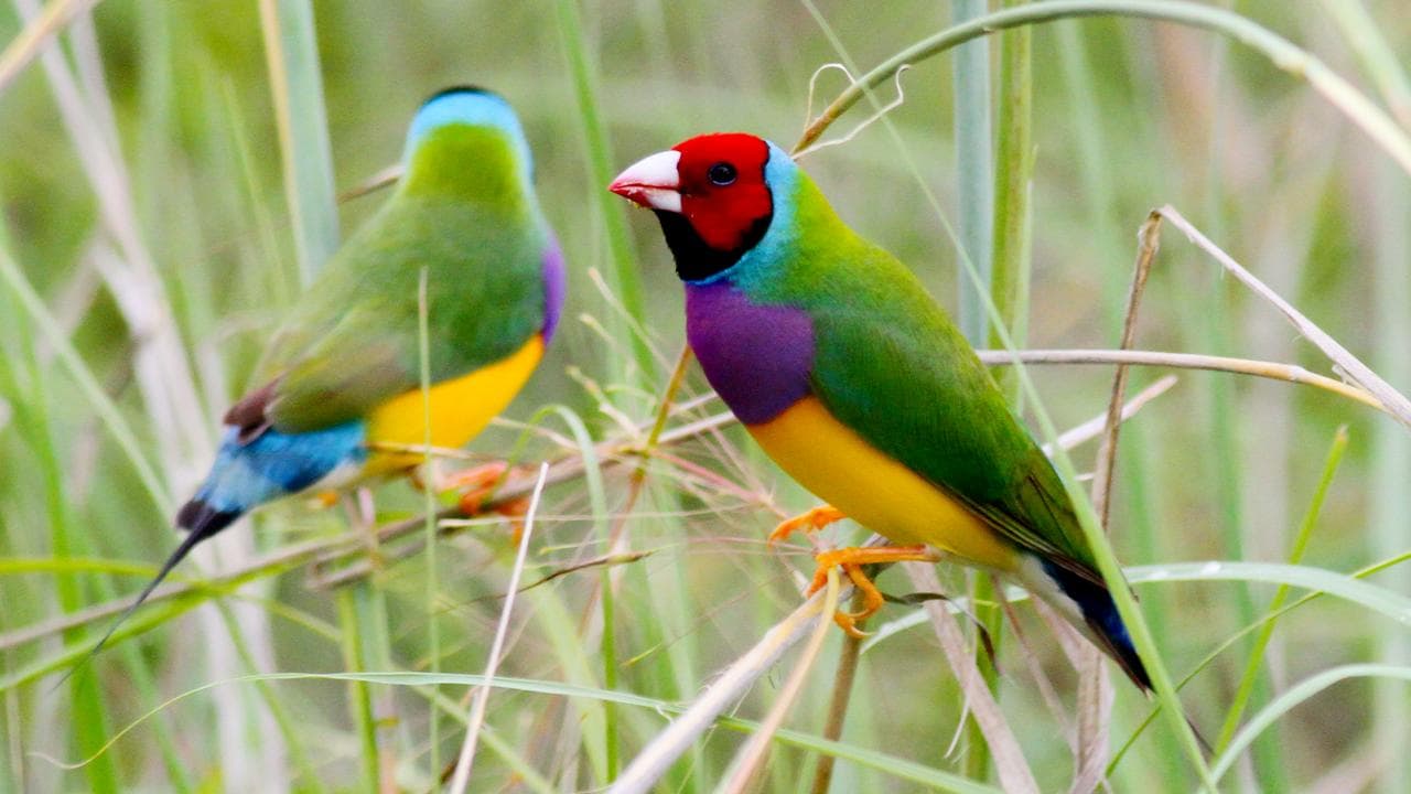 Gouldian Finch