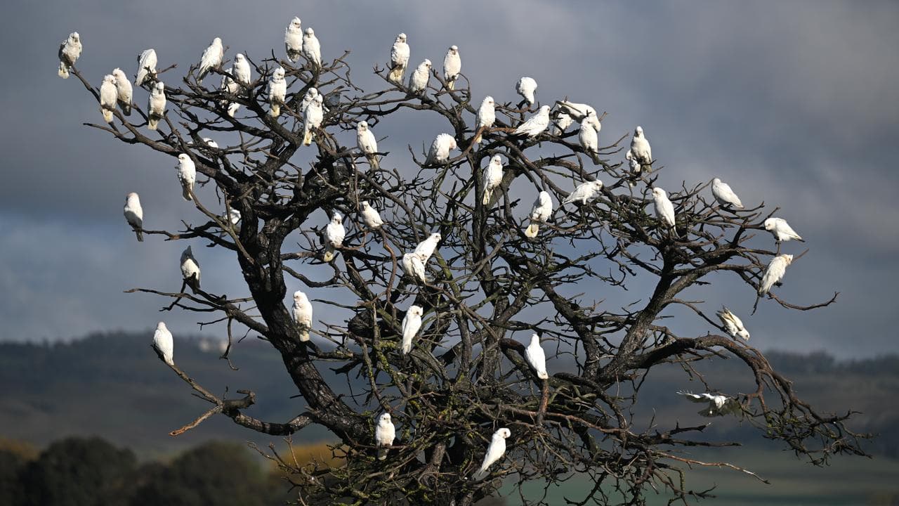 Western corellas are seen at a farm in Bungendore