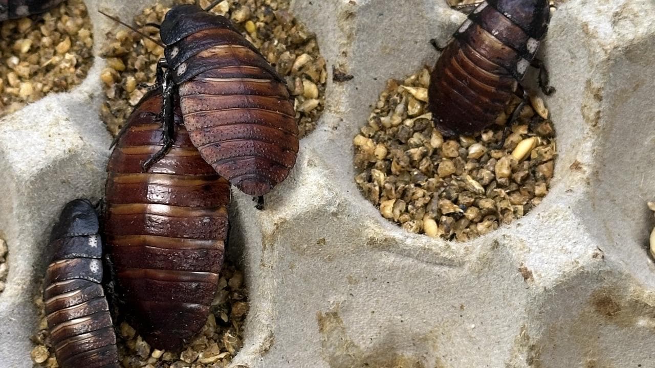 EXOTIC COCKROACHES