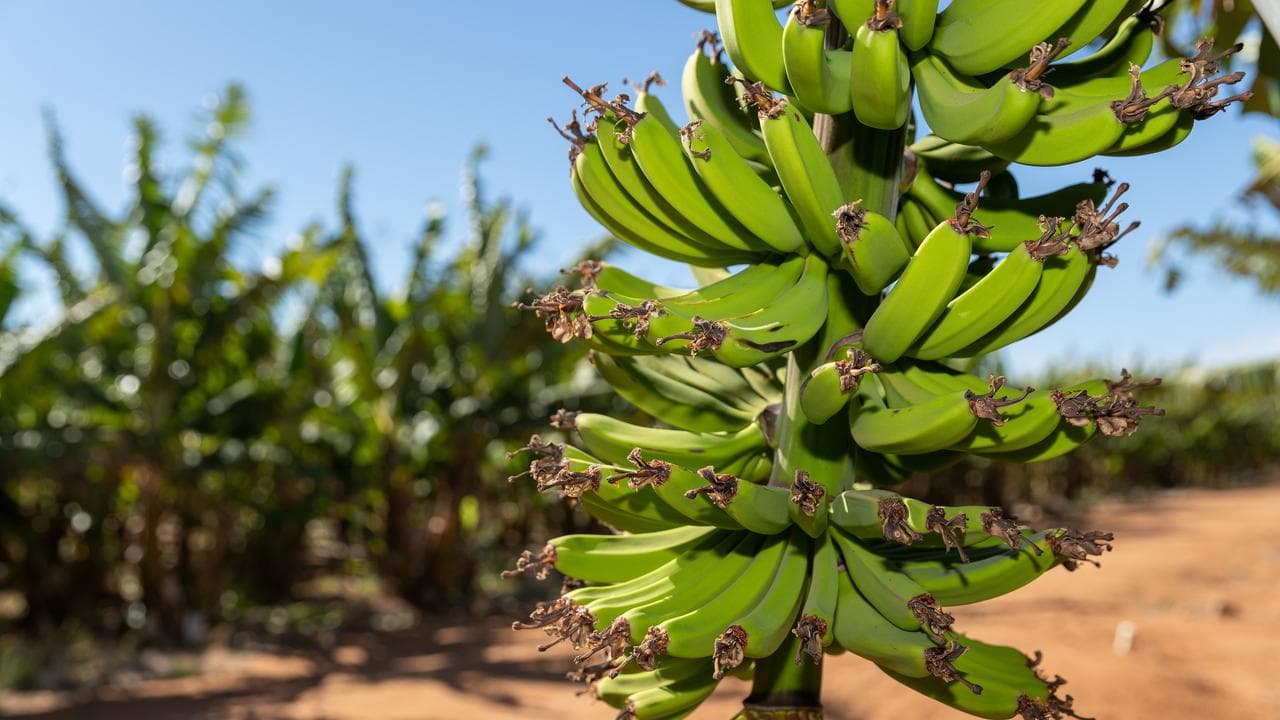 A general view of a banana plantation in Carnarvon, Western Australia.