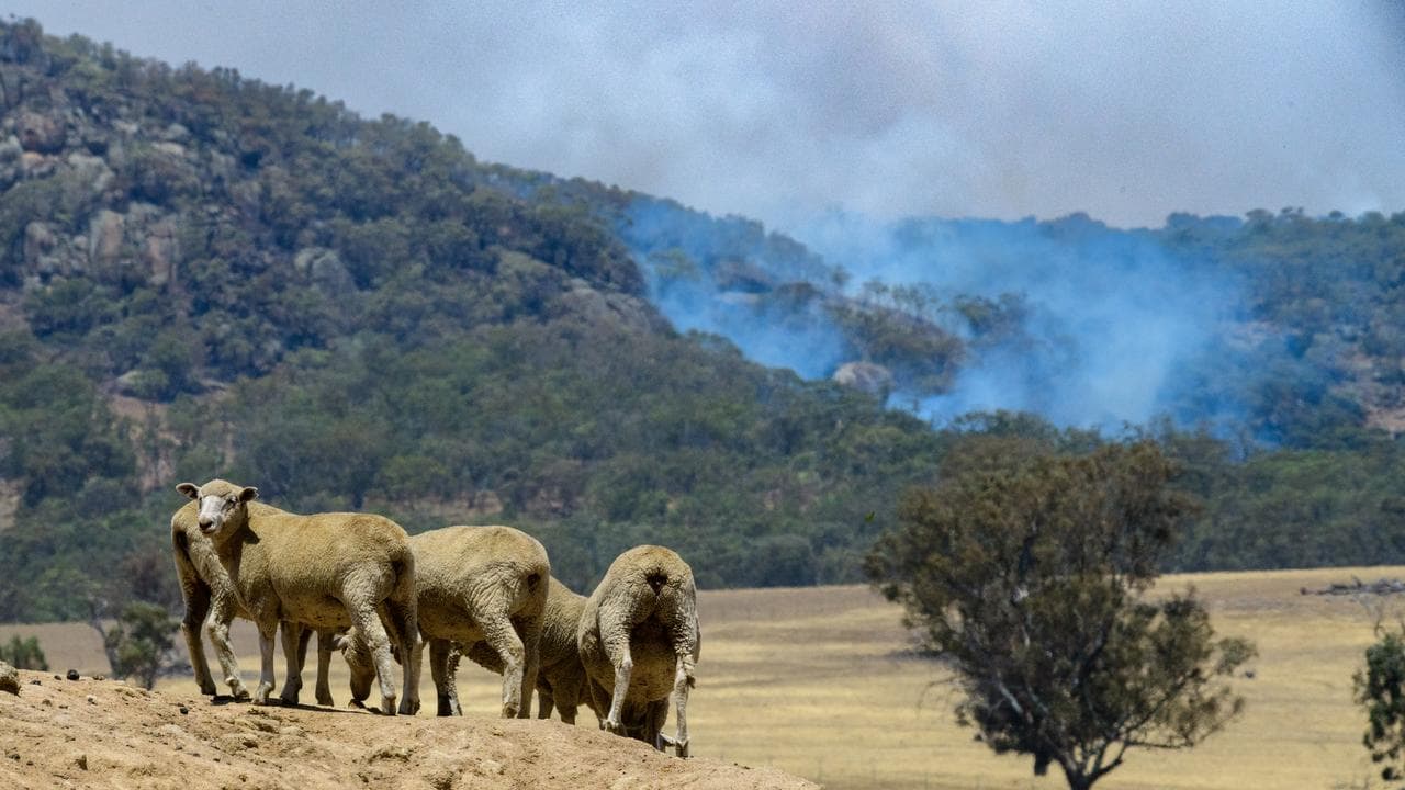 Sheep on a hill
