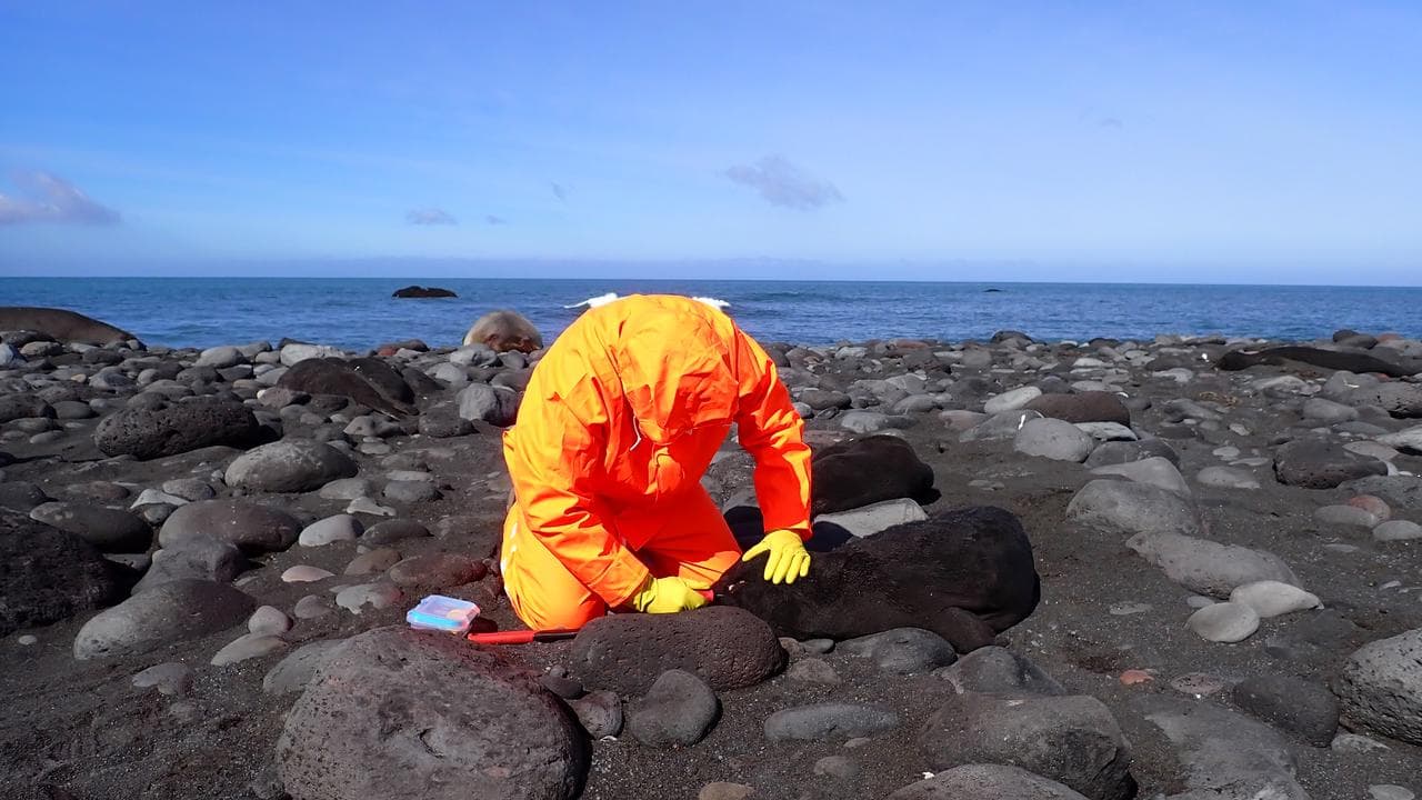 seal