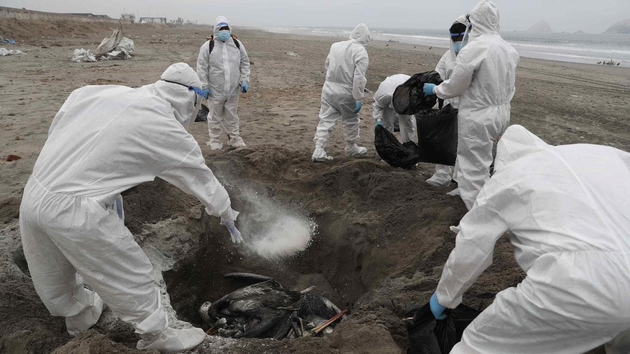 Bird flu outbreak in Peru