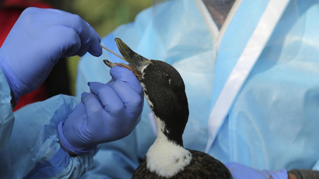 A duck is teted for bird flu (file)