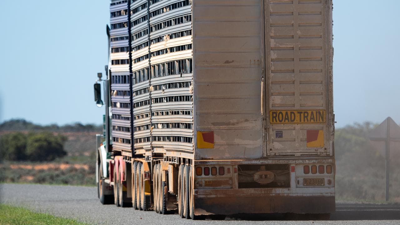 A road train transporting feral goats