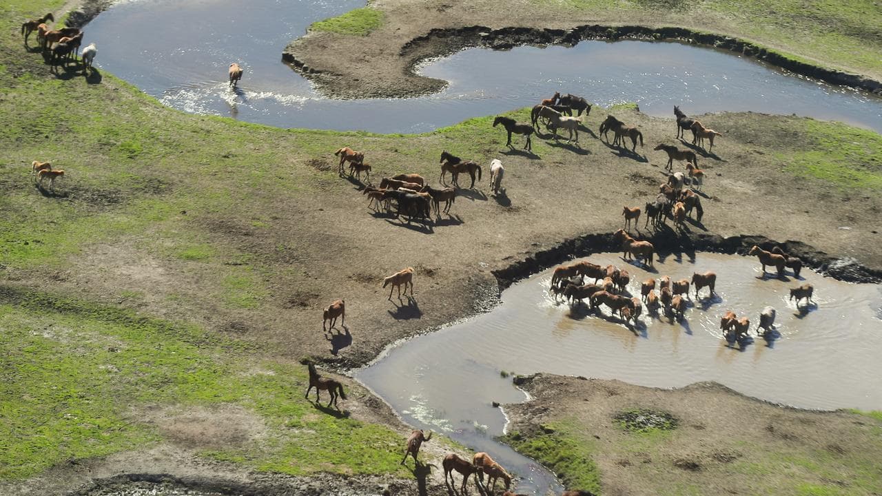 Feral horses in Kosciuszko National Park (file image)