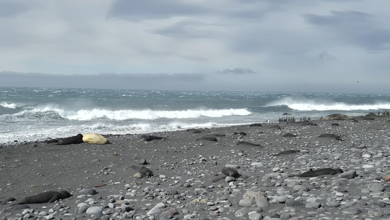 seal