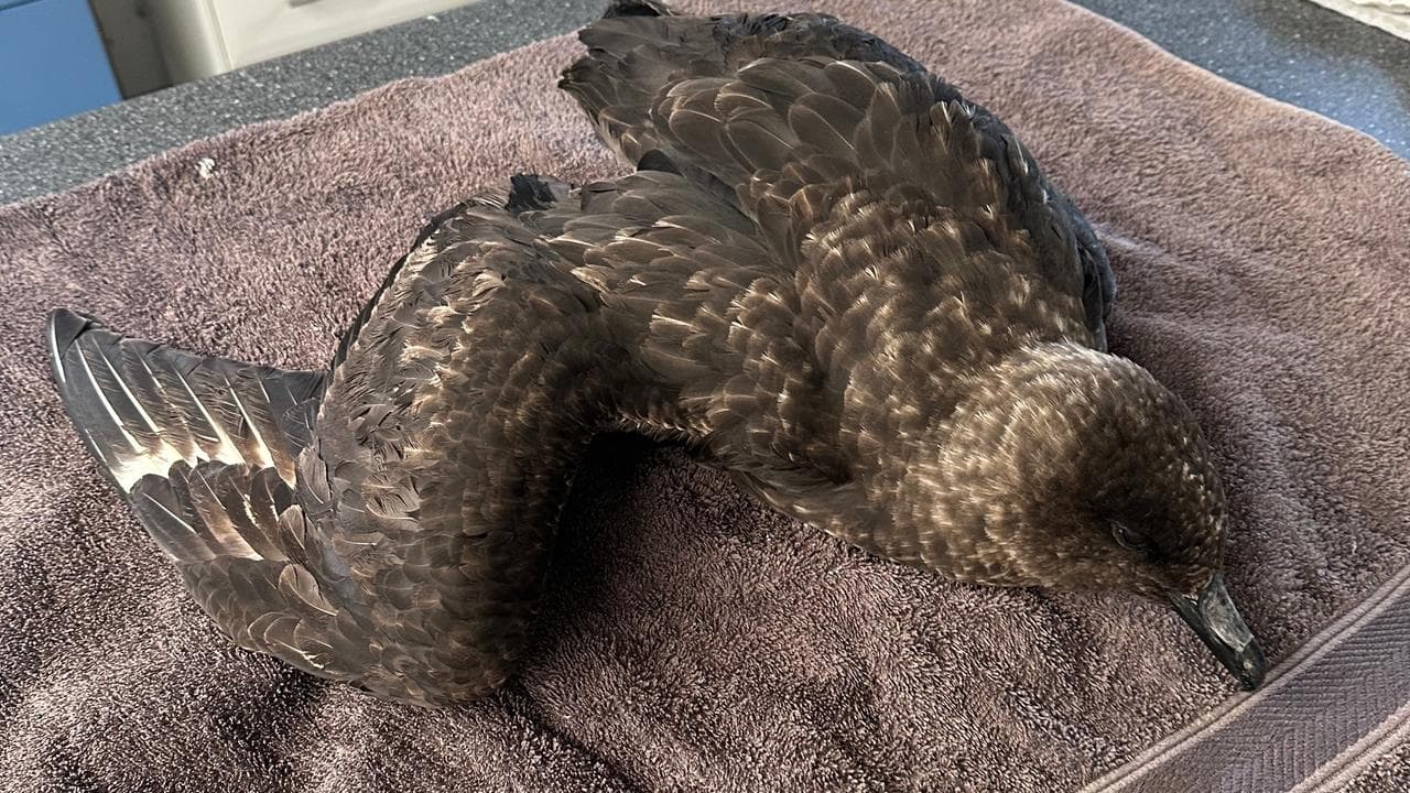 A brown skua brought into care