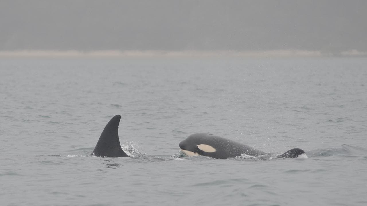 Killer whales 