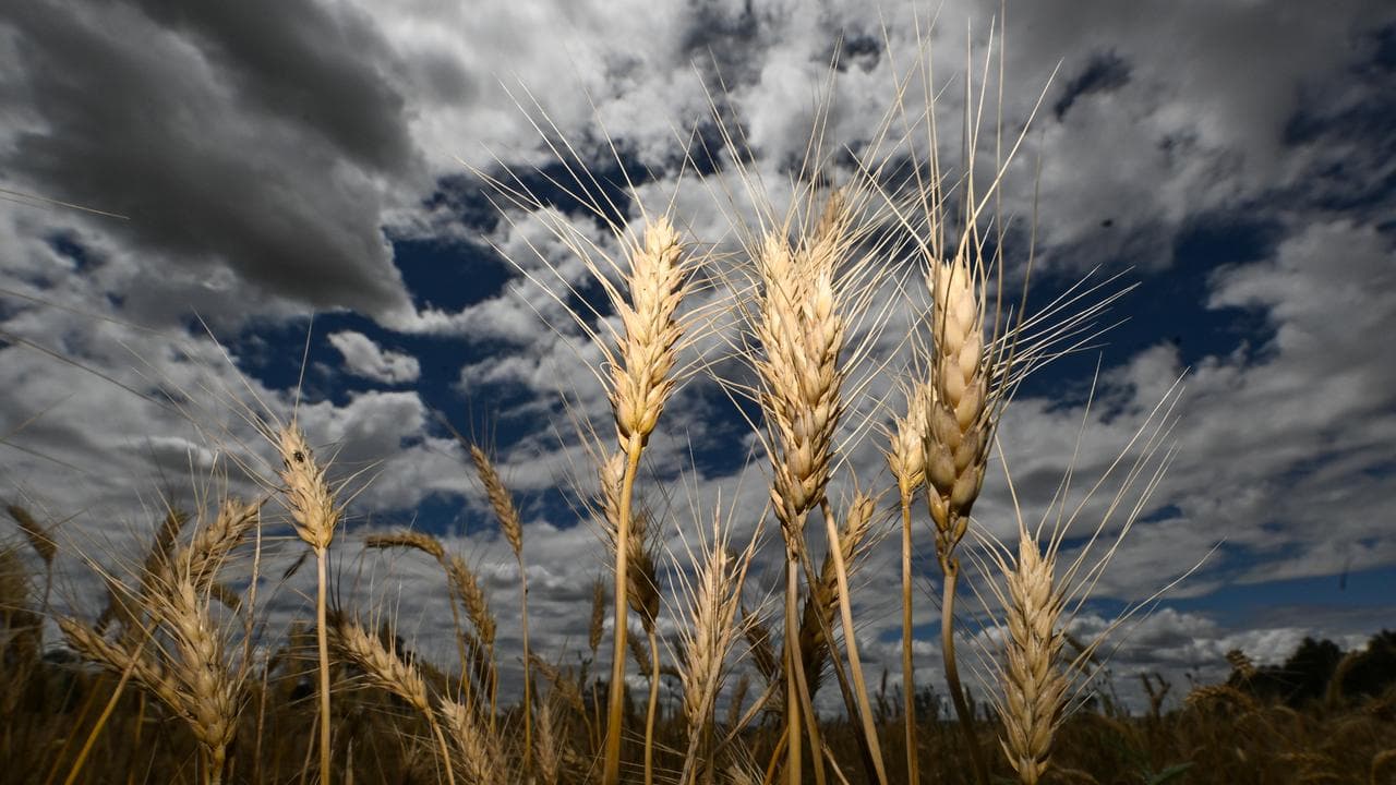 Wheat heads 