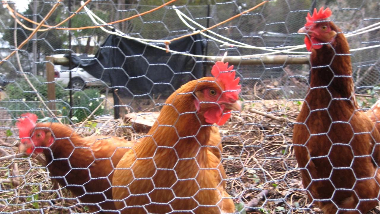 Chickens (file image)