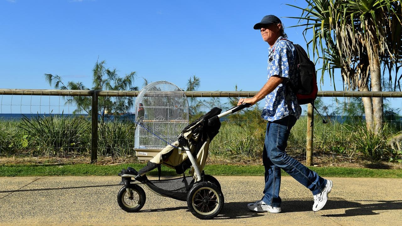 A man taking a pet lorikeet for an afternoon stroll (file image)