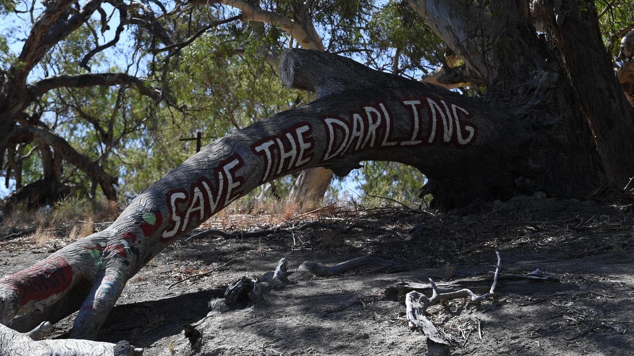 A sign painted on a tree (file image)