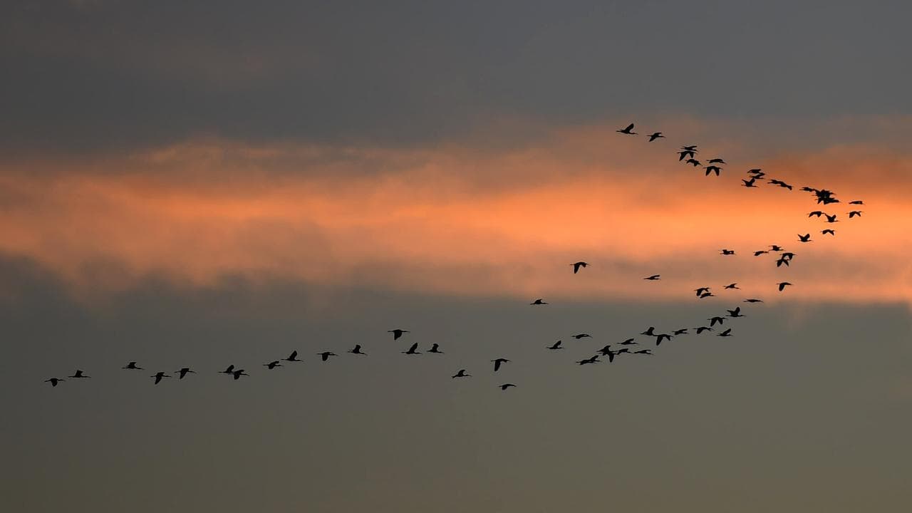 Birds flying in formation (file image)