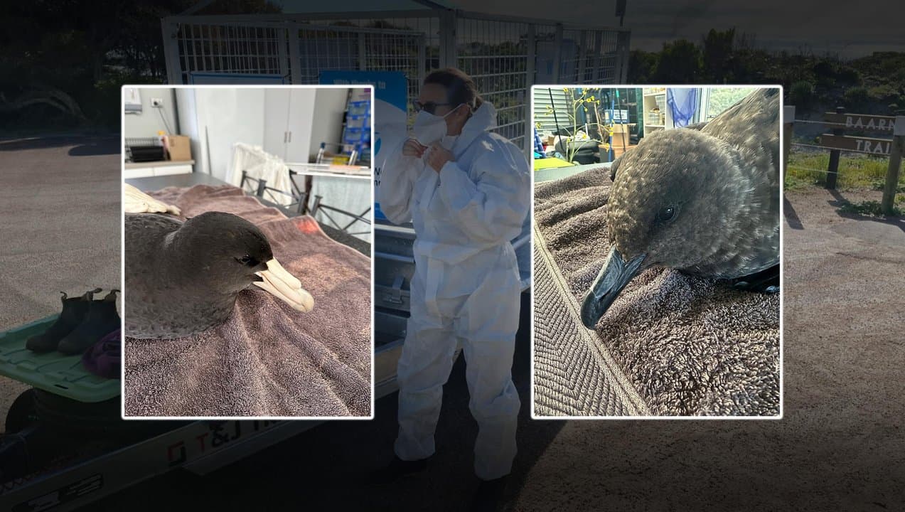 Bird flu graphic